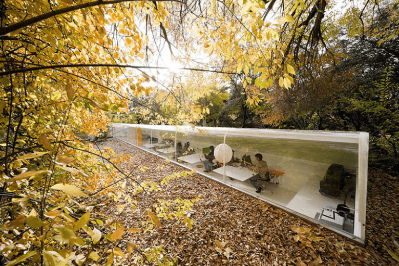 Biophilic workplace: 5 ragioni per cui dovresti portare la natura nel tuo ufficio