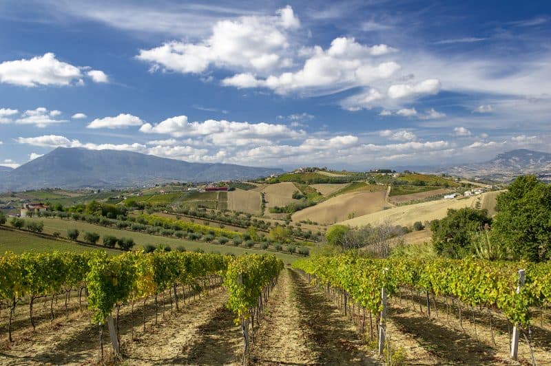 Tradizione o innovazione? Cosa cercano nel vino i consumatori di oggi